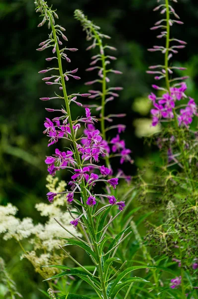 Fiori Campo Delicati Fiori Lilla Erba Piromane Sul Ciglio Della — Foto Stock