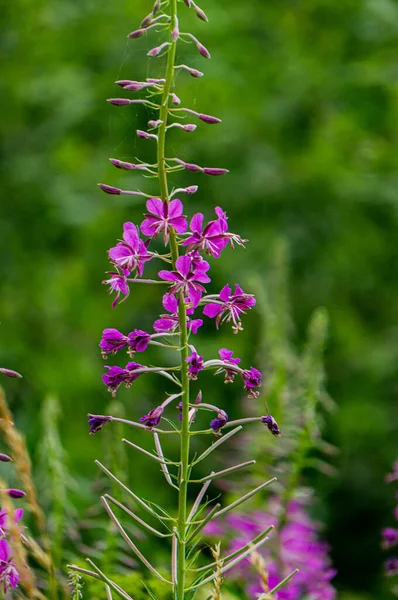 Wildflowers Delicate Lilac Flowers Fireweed Side Road — Stock Photo, Image