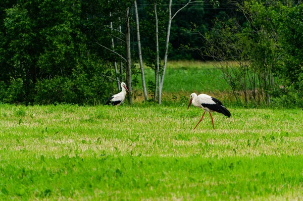 Beautiful Landscape Pair Storks Field Looking Food — Stock Photo, Image
