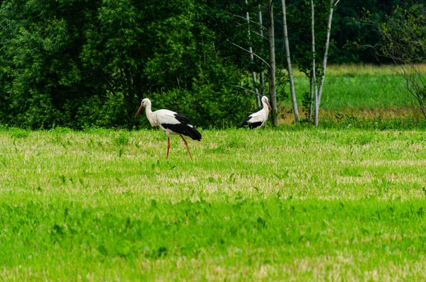 Beautiful Landscape Pair Storks Field Looking Food — Stock Photo, Image