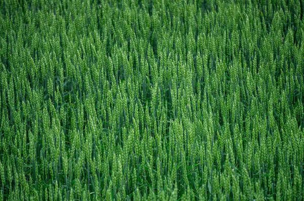 Orelhas Verdes Centeio Campo Uma Aldeia — Fotografia de Stock