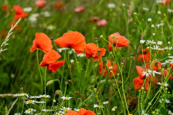 Beautiful Wild Red Poppies Countryside Latvia — Stock Photo, Image