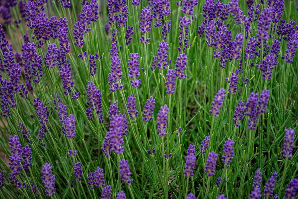 Крупный План Фиолетовых Цветов Лаванды Сельской Местности — стоковое фото