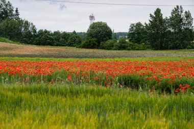 Güzel manzara. Vahşi kırmızı gelincik tarlası.