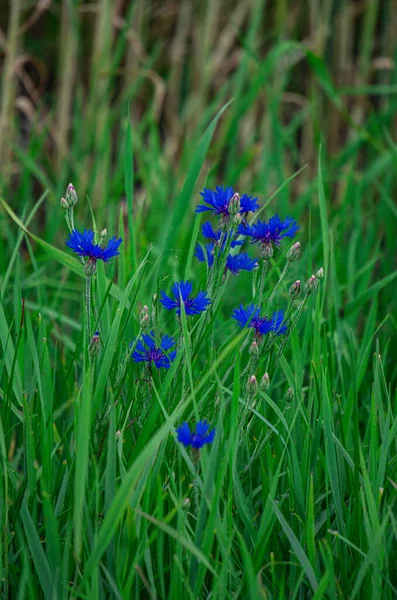 Flores Milho Campo Margaridas Borda Campo Centeio — Fotografia de Stock