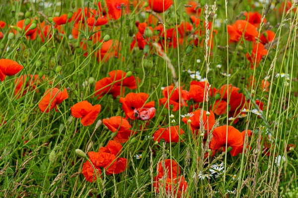 Beaux Coquelicots Rouges Sauvages Dans Campagne Lettonie — Photo