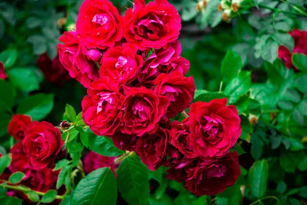 在房子墙边生长着一丛丛红玫瑰花 — 图库照片