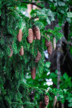Genç kozalaklı yeşil ladin dalları
