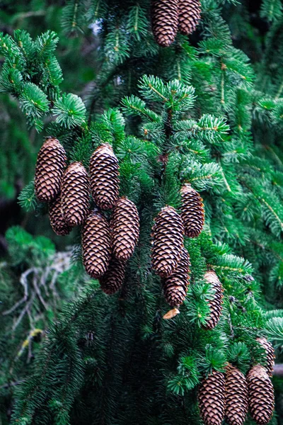 Ramos Abeto Verde Com Cones Jovens Close — Fotografia de Stock