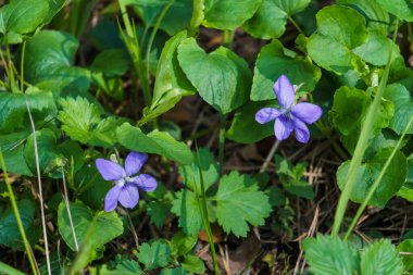 Bahar ormanındaki bir açıklıkta mor çiçekli orman menekşesi