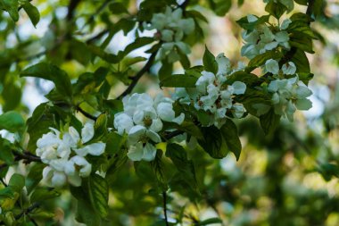 Bahçedeki bir dalda elma ağacının beyaz çiçekleri.