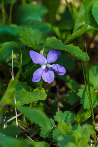 Forest Violet Purple Flowers Clearing Spring Forest — Stock Photo, Image