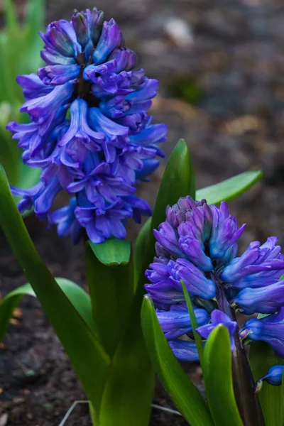 Schöne Lila Hyazinthen Einem Frühlingsgarten — Stockfoto