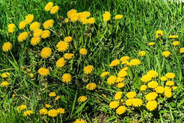 Fluffy Gele Paardebloemen Tussen Het Gras Een Groene Weide — Stockfoto