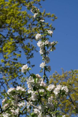 Bahçedeki bir dalda elma ağacının narin çiçekleri ve tomurcukları.