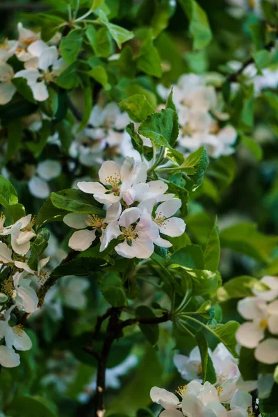 Нежные Цветы Почки Яблони Ветке Саду — стоковое фото
