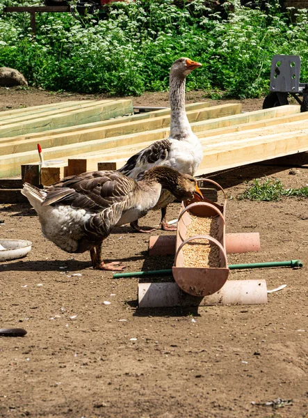 Los Gansos Holmogory Fuente Carne Calidad Pelusa Grasa Las Plumas — Foto de Stock