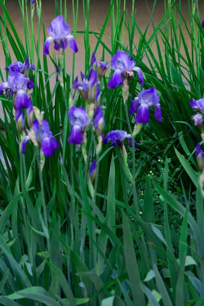 Vindarblå Iris Rabatt Park Början Sommaren — Stockfoto