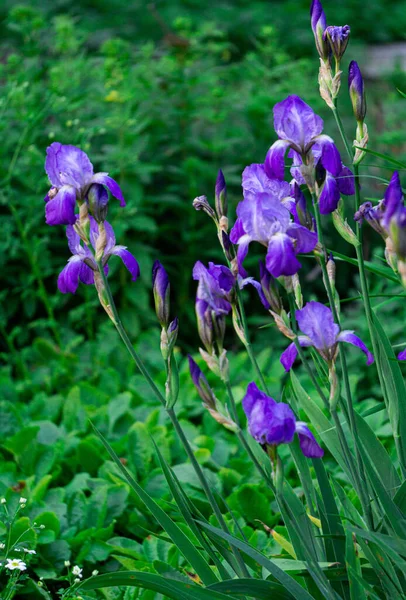 Vindarblå Iris Rabatt Park Början Sommaren — Stockfoto