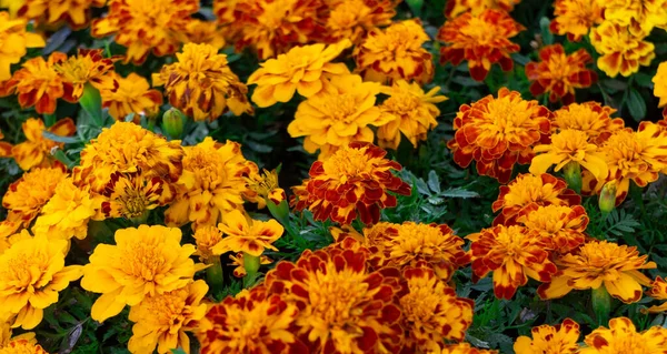 Delicadas Caléndulas Color Amarillo Anaranjado Sobre Parterre Parque — Foto de Stock