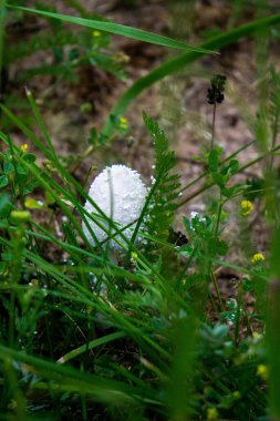 Mantar gübre böcekleri tarlada inek dışkısı yığınında.