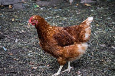 Kırsalda bir çiftlikte yürüyen kahverengi bir tavuk.