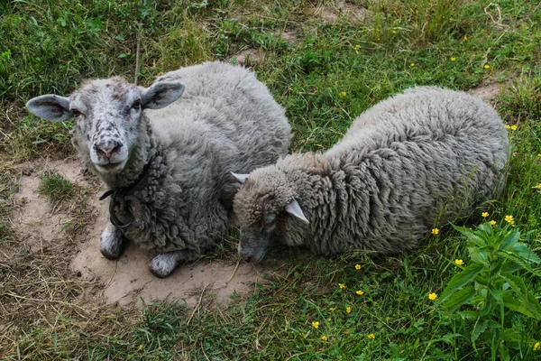 Gray Lambs Pinch Grass Meadow Drink Water — Stock Photo, Image