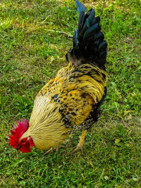 Güzel Büyük Beyaz Horoz Köyde — Stok fotoğraf