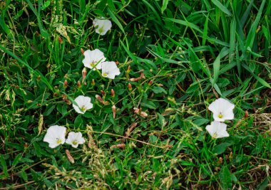 Tarladaki beyaz yosun çiçekleri
