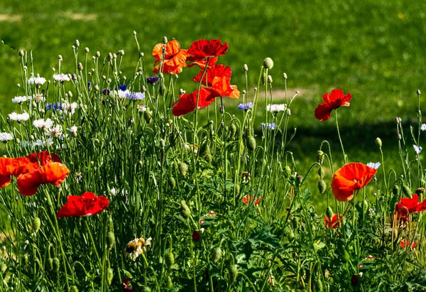 Bellissimi Papaveri Rossi Selvatici Campagna Lettonia — Foto Stock