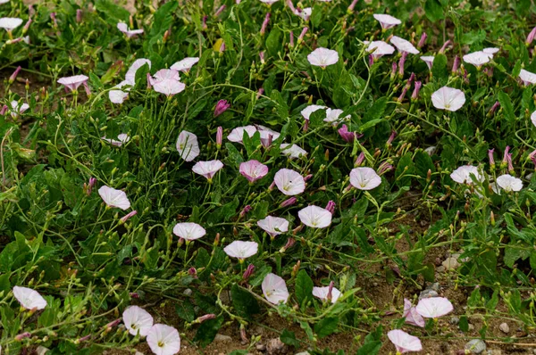 Vita Blommor Fält Bindweed Fältet — Stockfoto