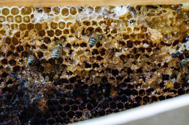 Geçen yılın balpetekleri ve bal molozlarıyla çerçeveleri