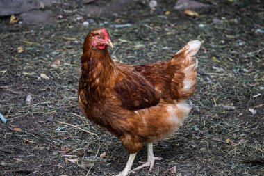 Kırsalda bir çiftlikte yürüyen kahverengi bir tavuk.