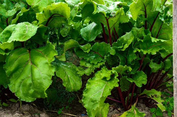 Fresh Green Beet Leaves Bed Village — Stock Photo, Image