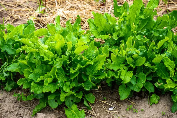 Foglie Acetosa Verde Nel Giardino Giardino — Foto Stock