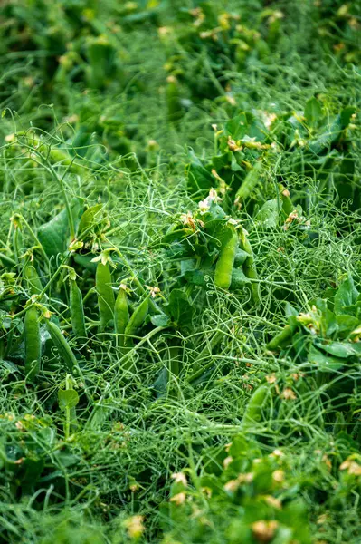 Зелені Свіжі Горохові Горіхи Здорова Їжа Вирощування Гороху Саду — стокове фото