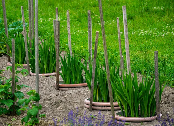 Vänliga Gröna Skott Gladioli Rabatt Trädgården — Stockfoto