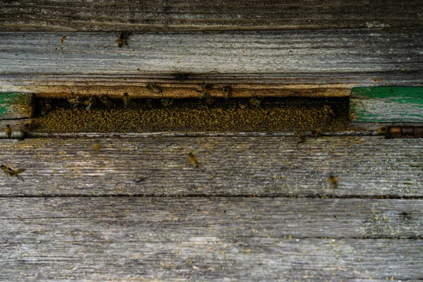 Wooden Houses Bees Countryside Bee Hives — Stock Photo, Image