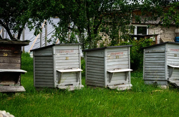 Wooden Houses Bees Countryside Bee Hives — Stock Photo, Image