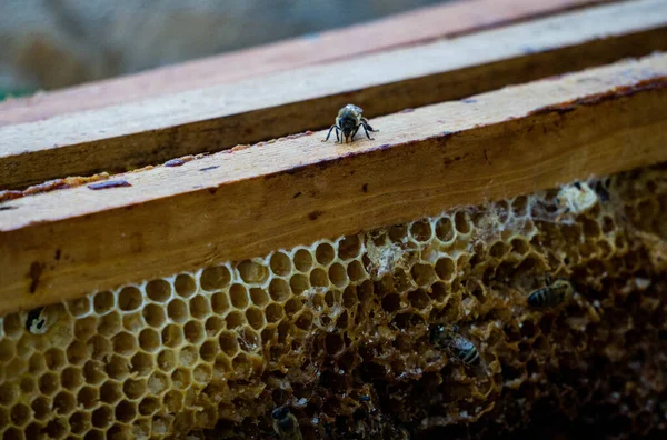 Last Year Frames Honeycombs Honey Debris — Stock Photo, Image