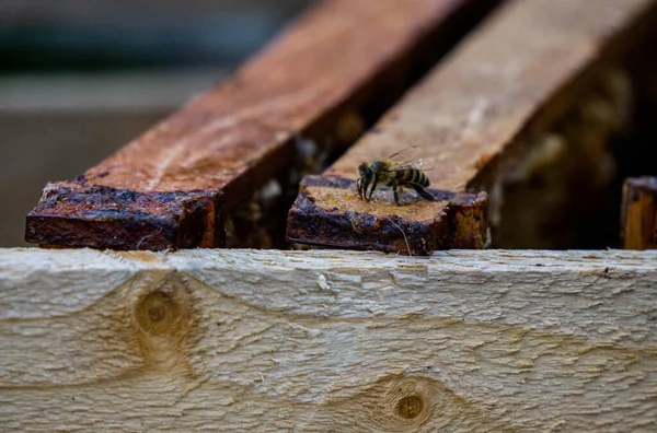 Last Year Frames Honeycombs Honey Debris — Stock Photo, Image