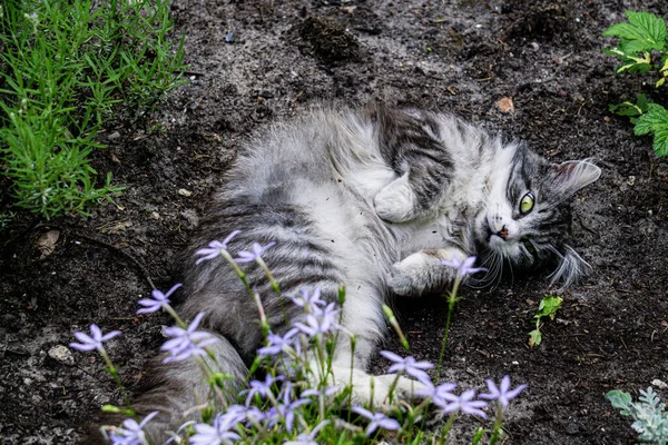 Roztomilé Šedé Nadýchané Kotě Leží Zemi — Stock fotografie