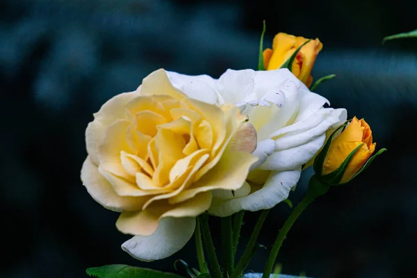Zbliżenie Czułych Pąków Żółto Pomarańczowej Róży Pełnym Rozkwicie Letnim Ogrodzie — Zdjęcie stockowe