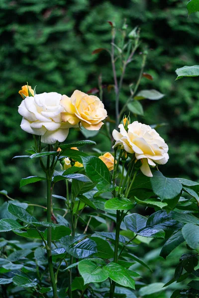 Close Tender Buds Yellow Orange Rose Full Bloom Summer Garden — Stock Photo, Image