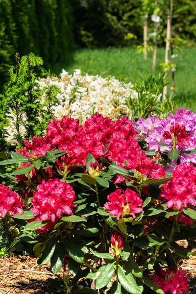 Hermosa Flor Rododendro Rojo Jardín — Foto de Stock