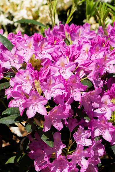 Beautiful Lilac Rhododendron Flower Garden — Stock Photo, Image