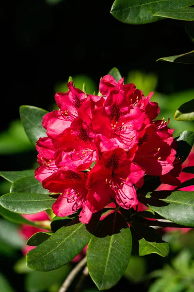 Piękny Czerwony Kwiat Rododendronu Ogrodzie — Zdjęcie stockowe