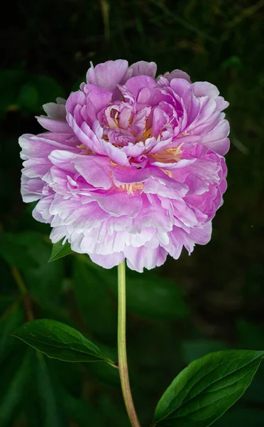 Ljusrosa Lila Pion Mörkgrön Buske Trädgården — Stockfoto