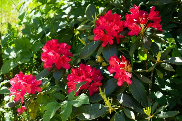 Piękny Czerwony Kwiat Rododendronu Ogrodzie — Zdjęcie stockowe