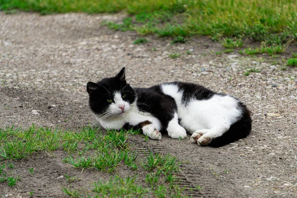 Biało Czarny Kot Leży Ziemi — Zdjęcie stockowe